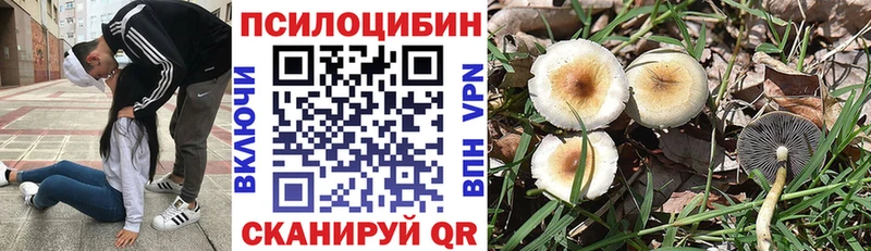 купить  цена  Кущёвская  Псилоцибиновые грибы Psilocybe 